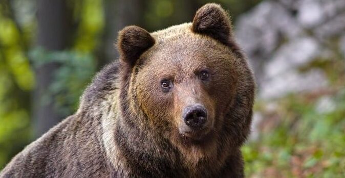 ABBATTUTO / “L’Orso M90 troppo pericoloso”,  ma scattano le proteste