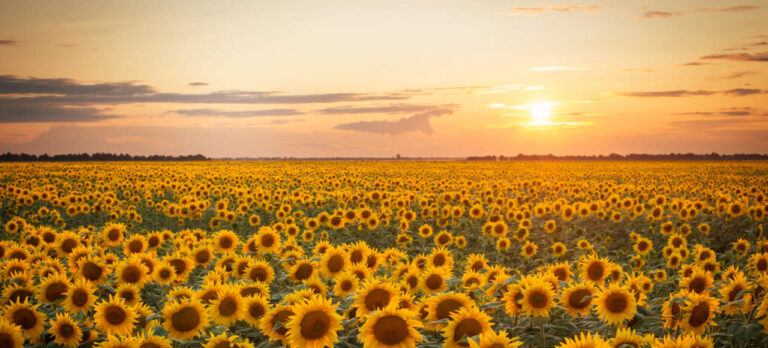 LA GIORNATA DELLA FELICITA’ / Sviluppo sostenibile, giovani, ben-essere