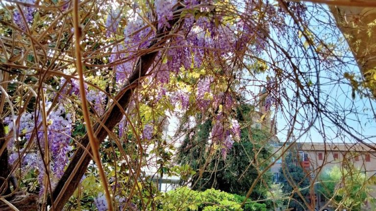 Il glicine che rifiorisce ci invita a sperare