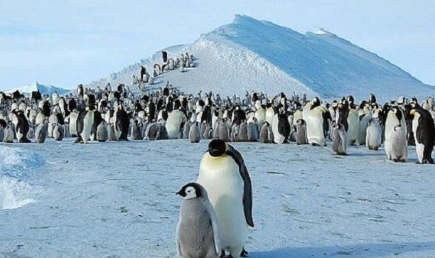 DONALD TRUMP impone i dazi anche ai pinguini dell’Antartide