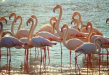 RAVENNA / La bufera costringe i fenicotteri a vagare nelle vie dei centri urbani
