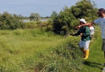 LIDI FERRARESI invasi dalle zanzare
