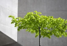 LE CITTA’ SI SURRISCALDANO? Contro le isole di calore applicare la regola del 3-30-300 per alberi e parchi